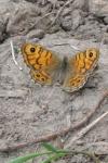 Lasiommata megera