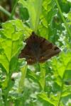 Euclidia glyphica