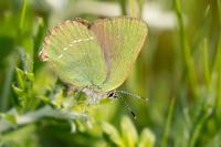 Callophrys rubi