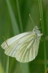 Pieris napi