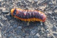 Cossus cossus