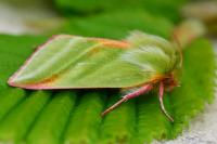 Pseudoips prasinanus