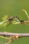 Erannis defoliaria