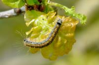 Malacosoma neustria
