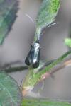 Adela reaumurella