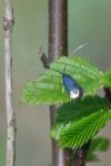 Adela reaumurella