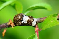 Satyrium pruni
