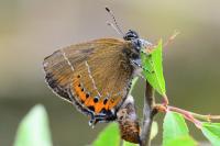 Satyrium pruni