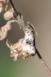 Hysterophora maculosana