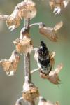 Hysterophora maculosana