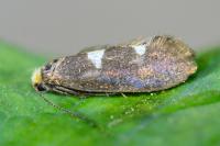 Incurvaria masculella