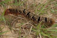 Lasiocampa quercus