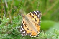 Vanessa cardui