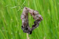 Smerinthus ocellatus