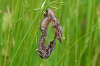 Smerinthus ocellatus