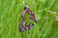 Smerinthus ocellatus