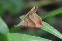 Hypena proboscidalis