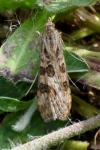 Nomophila noctuella
