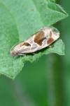 Archips crataegana