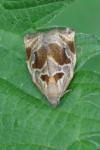 Archips crataegana