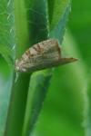 Aleimma loeflingiana