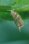 Aleimma loeflingiana