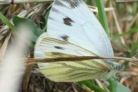 Pieris napi