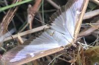 Cydalima perspectalis