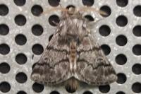 Thaumetopoea pityocampa
