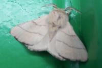 Malacosoma neustria