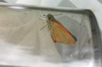 Thymelicus sylvestris