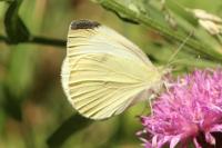 Pieris rapae