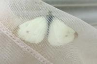 Pieris rapae