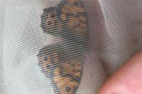 Lasiommata megera