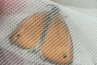 Coenonympha pamphilus