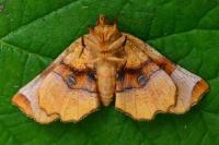 Selenia lunularia
