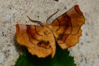 Selenia lunularia