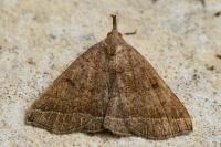 Polypogon plumigeralis