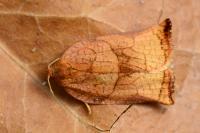 Archips podana