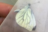 Pieris napi