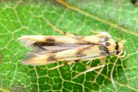 Stathmopoda pedella