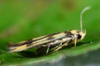 Stathmopoda pedella
