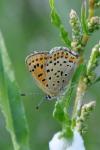 Lycaena tityrus
