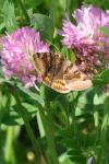 Euclidia glyphica