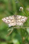 Ematurga atomaria