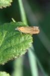 Lathronympha strigana