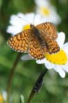 Melitaea cinxia