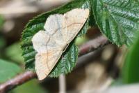 Cyclophora punctaria