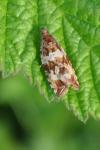 Celypha cespitana