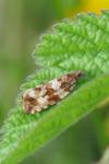 Celypha cespitana